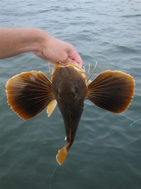 Connecticut Fly Angler: Saltwater Bottom Fish on the Fly