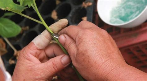 Grafting Tomatoes: The Secret to Unlocking Amazing Tomatoes