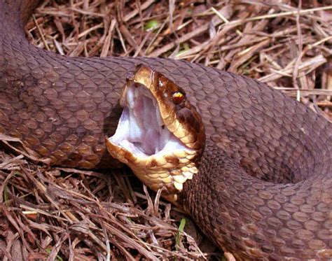 [Figure, Cottonmouth snake Image courtesy O Chaigasame] - StatPearls ...