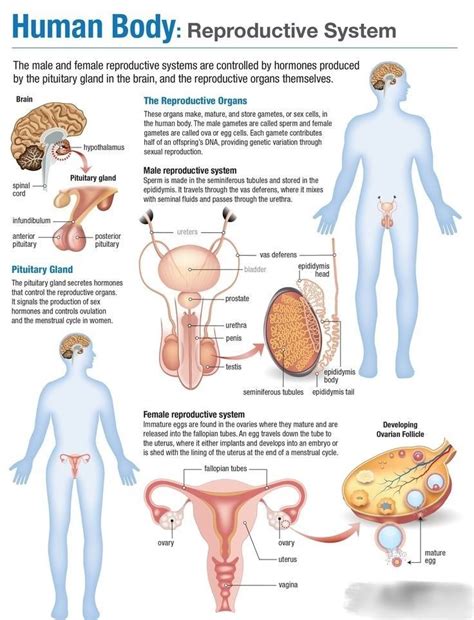 Reproductive system | Female reproductive system anatomy, Basic anatomy and physiology, Human ...