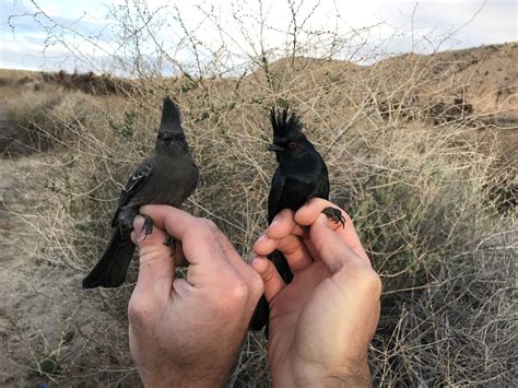 Rare Itinerant Breeding Behavior Revealed in California Bird