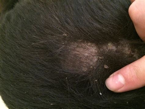 Dog losing hair and flaky skin - Mites/Mange?