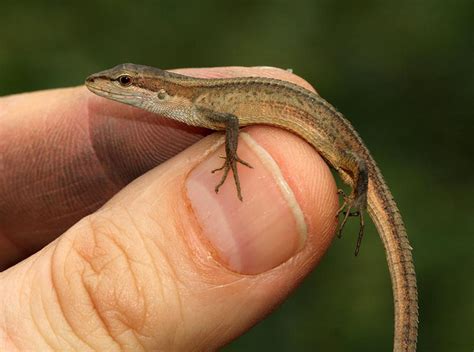 RoundUs: Long Tailed Lizard as Gorgeous and Charming Pets