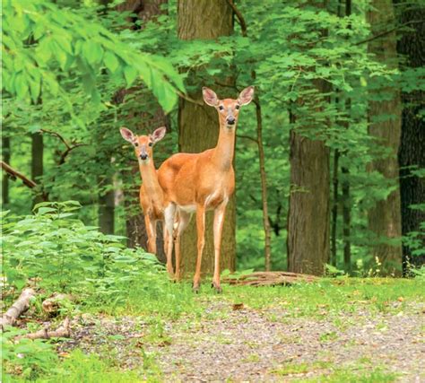 Get Better Deer Hunting With These Habitat Improvement Tips | Deer & Deer Hunting