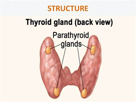 Diseases of the parathyroid gland(1)