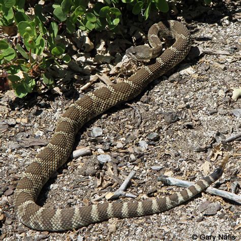 Northern Pacific Rattlesnake - Crotalus oreganus oreganus