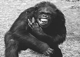 Image result for chimps screaming | Chimp, Orangutan, Chimpanzee