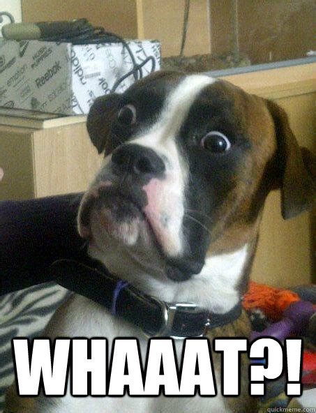 WHAAAT?! - Shocked Dog - quickmeme