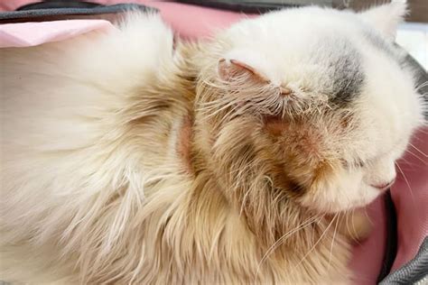 Hair Loss in Cats: What Could be Causing This? | Broad Ripple Animal Clinic