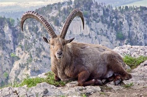 Top 10 Animals that Scientists want to de-extinct, back from extinction