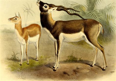 27 Interesting And Weird Facts About Antelopes - Tons Of Facts