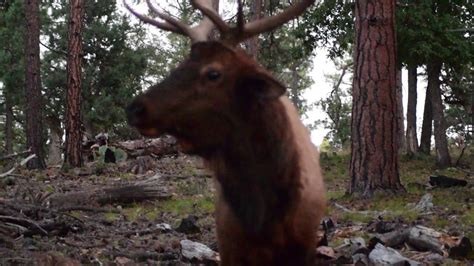 Arizona Bull Elk During the Rut - Close Encounter - YouTube