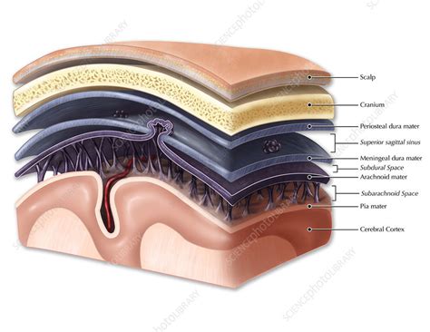 Layers of Meninges - Stock Image - C022/1146 - Science Photo Library