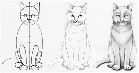 How to Draw a Realistic Cat Step-by-step - Udemy Blog