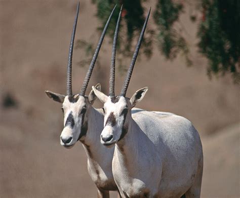 Arabian oryx | San Diego Zoo Kids