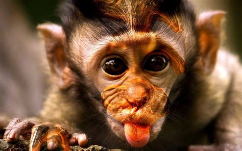 Funny Monkeys Wallpapers - Wallpaper Cave