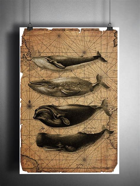 Whale art, vintage whale illustrations with vintage oceanic map ...