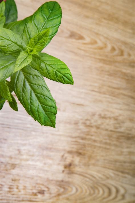 Peppermint Herb Free Stock Photo - Public Domain Pictures