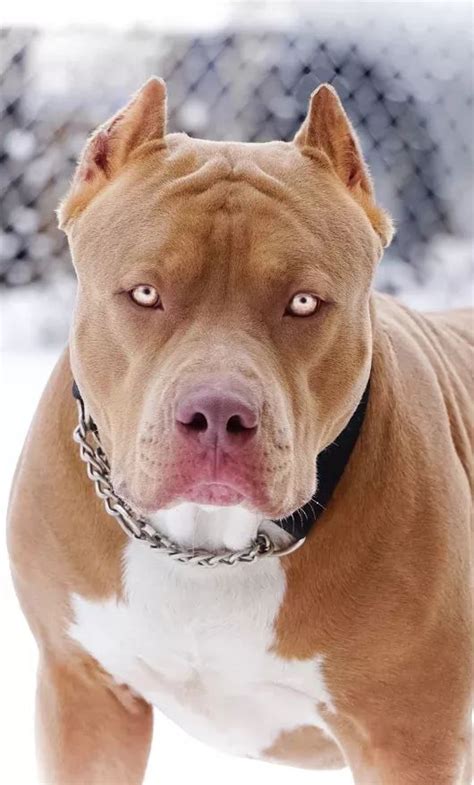 Adoreable Pit Bull | Dog Breed - Amazing Pets For You