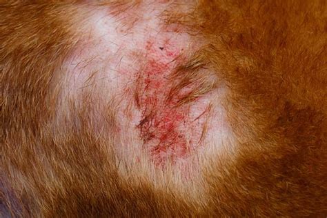 Folliculitis in Dogs: 5 Causes and How to Treat Them