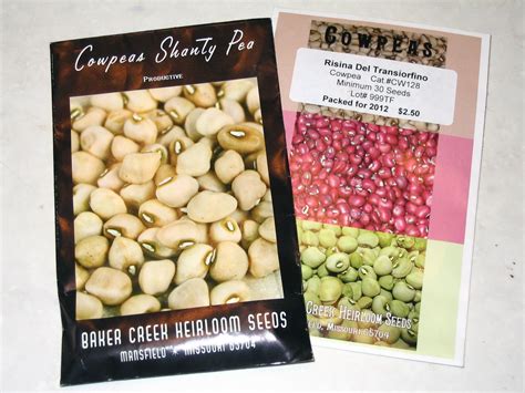 Growing Cowpeas Step by Step • New Life On A Homestead | Survival ...