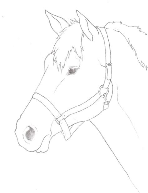 Horse Outline Sketch at PaintingValley.com | Explore collection of ...