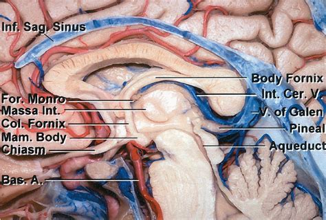 Anatomy of the Ventricular System | The Neurosurgical Atlas