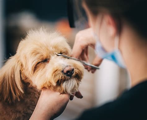 SERVICES | CustomCanineGrooming