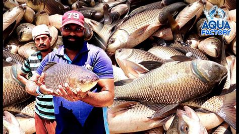 Katla Fish | Fish Farming and Harvesting | Catla and Rohu Fish Farming in Telugu | Aqua Factory ...