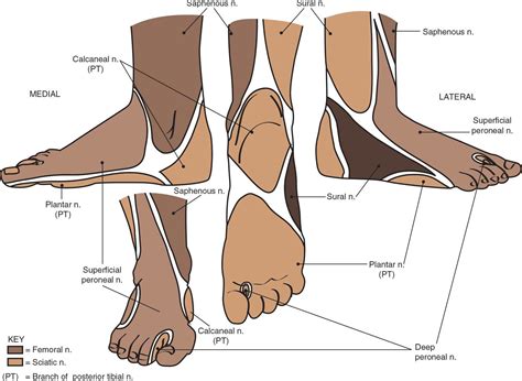 Plantar Nerve Block