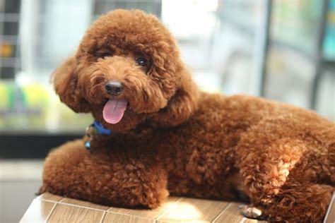 How to Give Your Poodle a Standard Poodle Puppy Cut At Home: Quick DIY Guide - Healthy Homemade ...