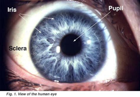 Gross Anatomy of the Eye by Helga Kolb – Webvision