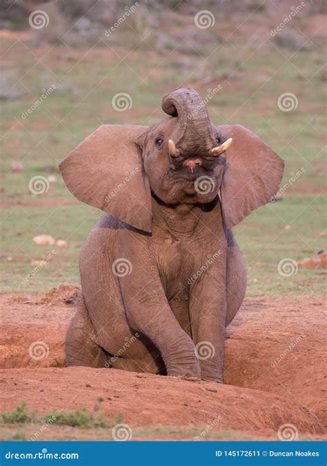 Elephant from Africa with Open Mouth Stock Image - Image of giant ...