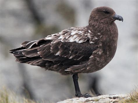 Brown Skua - eBird