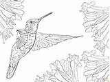 Hummingbird Coloring Pages Printable At GetDrawings  Free Download sketch template