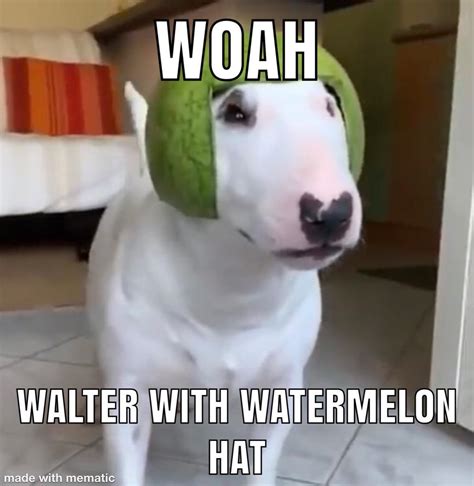 WOAH WALTER WITH WATERMELON HAT! : r/funny