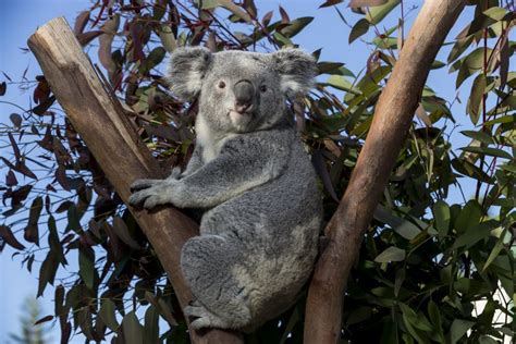 Queensland Koala | San Diego Zoo Wildlife Alliance