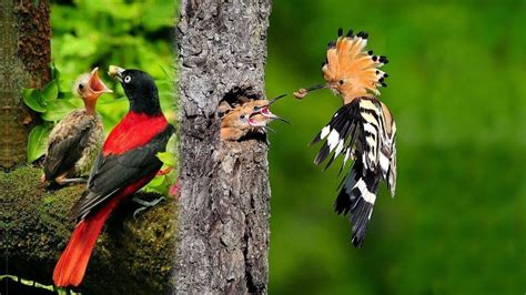 Wild Bird Behavior - unique rare bird