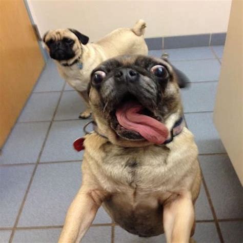 Overly Excited Pug | Overly Excited Dog | Know Your Meme