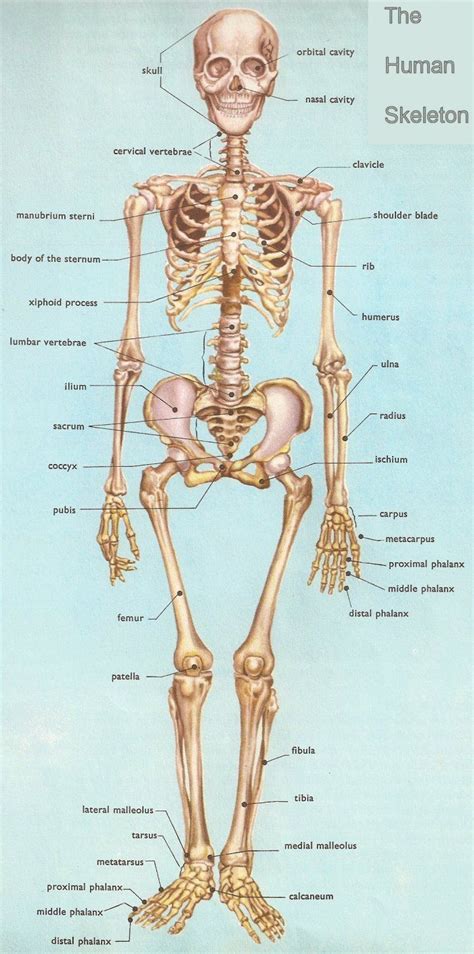 Human Skeleton | Human bones anatomy, Anatomy bones, Human anatomy and ...