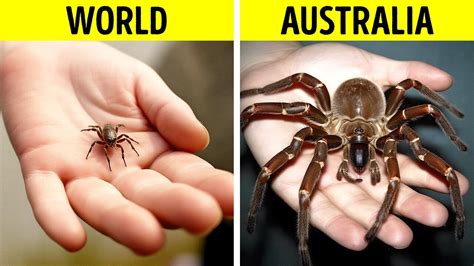 Why Are Insects in Australia So Big? - YouTube