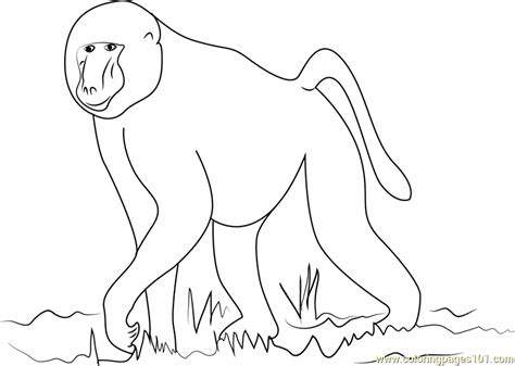 Baboon Coloring Pages at GetColorings.com | Free printable colorings pages to print and color
