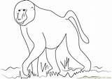 Baboon Coloring Pages At GetColoringscom  Free Printable Colorings sketch template