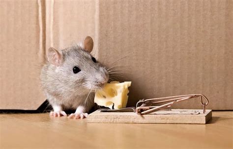 Rat Free Haven Effective Methods to Get Rid of Rats in Your Garden