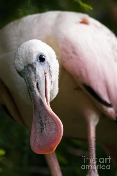 Baby Roseate Spoonbill Photograph by Dawna Moore Photography