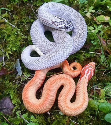 Pin by duckie on animals | Cute reptiles, Pretty animals, Pretty snakes