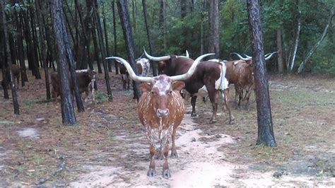 Longhorn Cattle at the Ranch