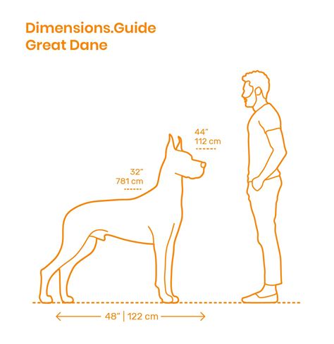 Great Dane - Size Comparison | Great dane, Great dane puppy, Great dane temperament