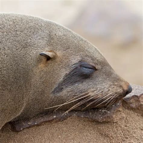 Australian Fur Seal - Facts, Diet, Habitat & Pictures on Animalia.bio