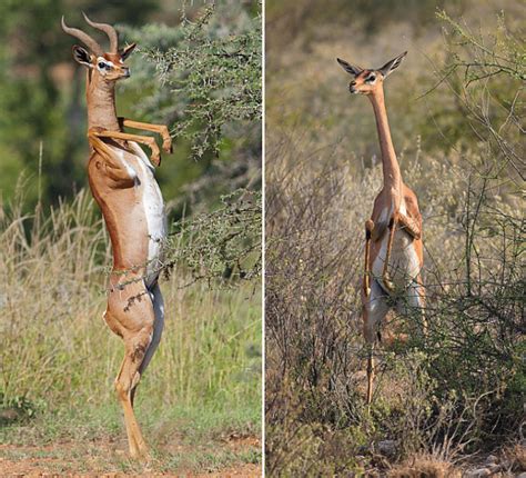 Did You Know That Standing Gazelles Look Hilarious?